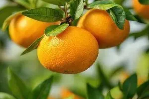 tarifa de 40% sobre subprodutos da laranja