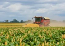 colheita de soja do Brasil