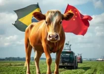 exportação de carne bovina