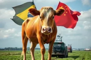 exportação de carne bovina